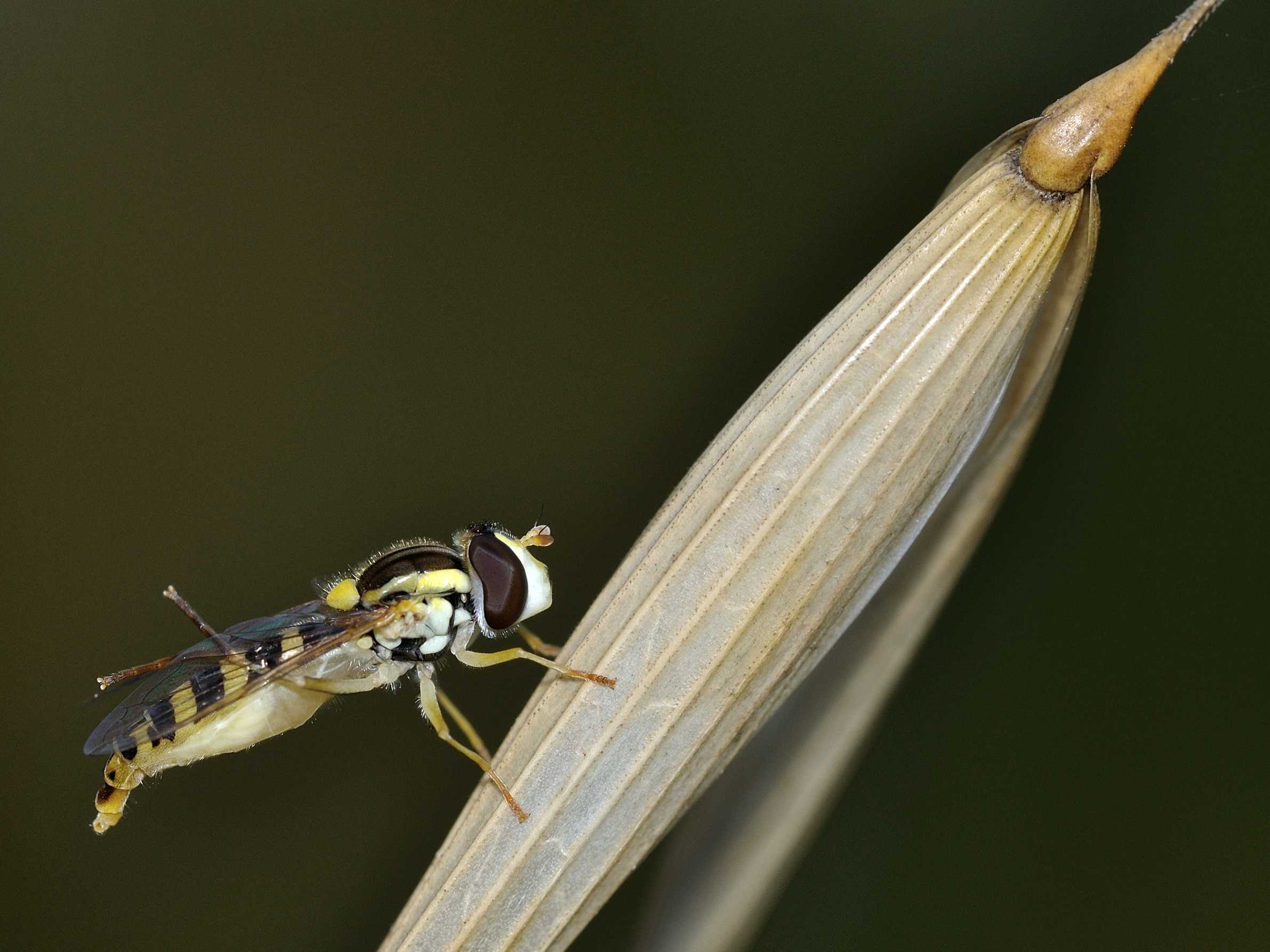 Syrphidae - Sphaerophoria scripta